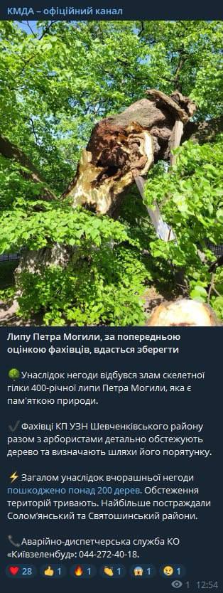 В Киеве от ветра пострадало историческое дерево