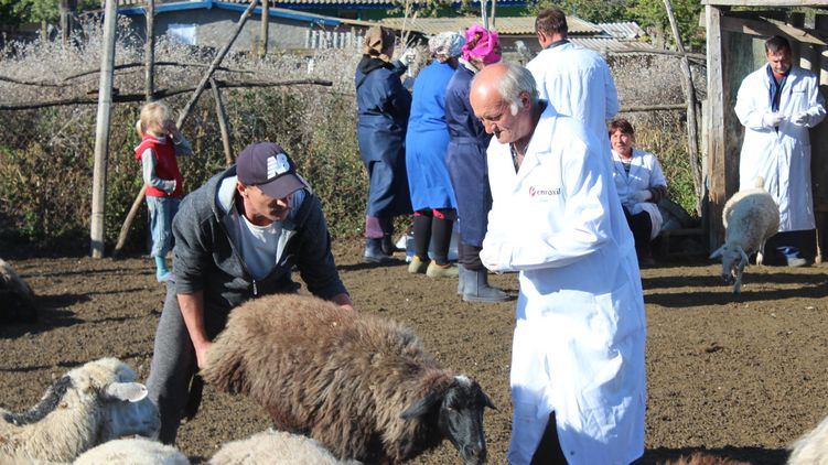 В селе Меняйловка прививают овец, фото: 
