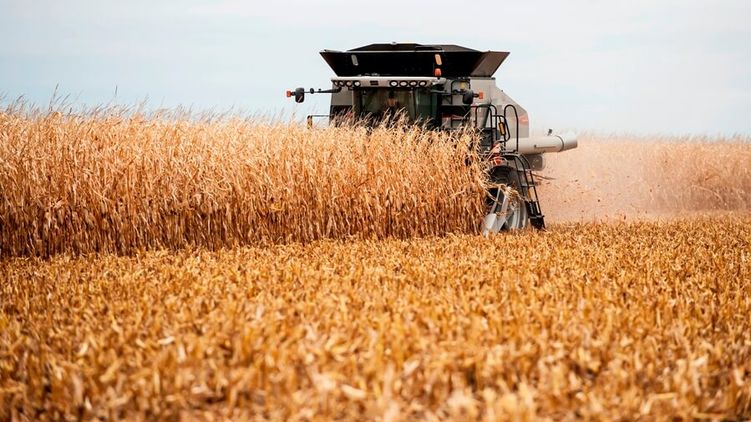 Украина имеет неплохие виды на рекордный урожай в этом году, фото: agronom.com.ua