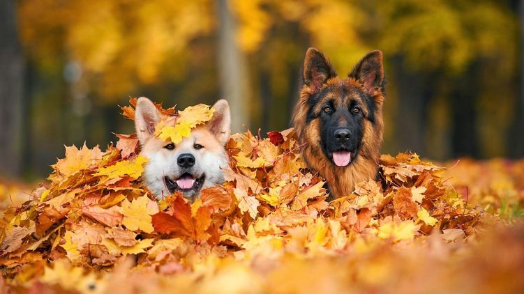 Собаки осенью. Какой праздник 2 ноября