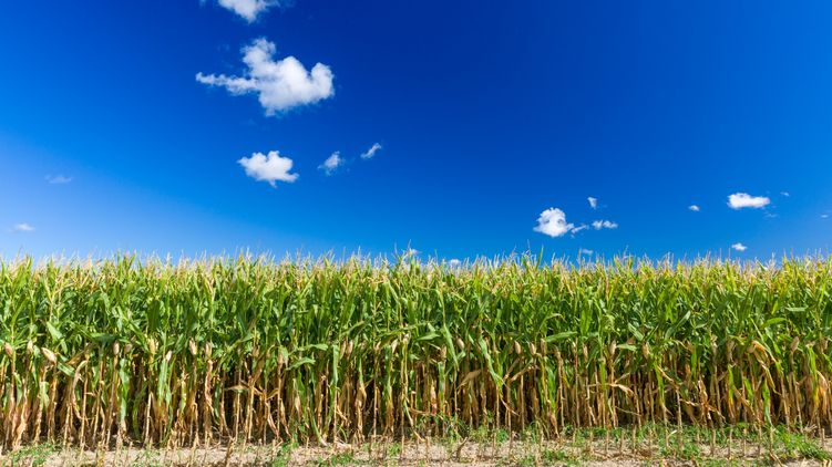 Цены на кукурузу начинают падать вслед за ценами на нефть