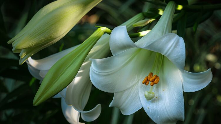 Белые цветы на Благовещение - символ чистоты
