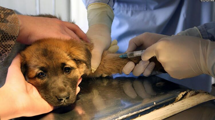 Собака в ветеринарной клинике. Фото: ТАСС