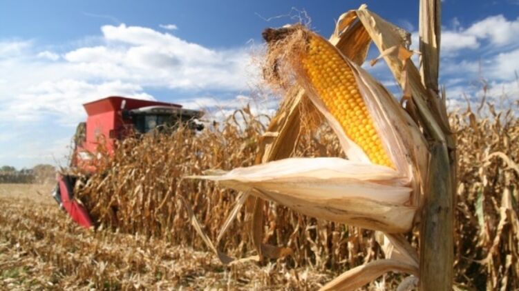 Дождевая осень увеличила стоимость просушки кукурузы на элеваторах. Фото: proagro.com.ua