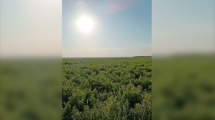 Дно водоема уже зарастает травами. Скриншот из видео