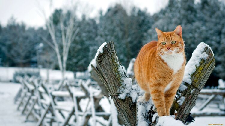 Кот зимой. Заставочное фото