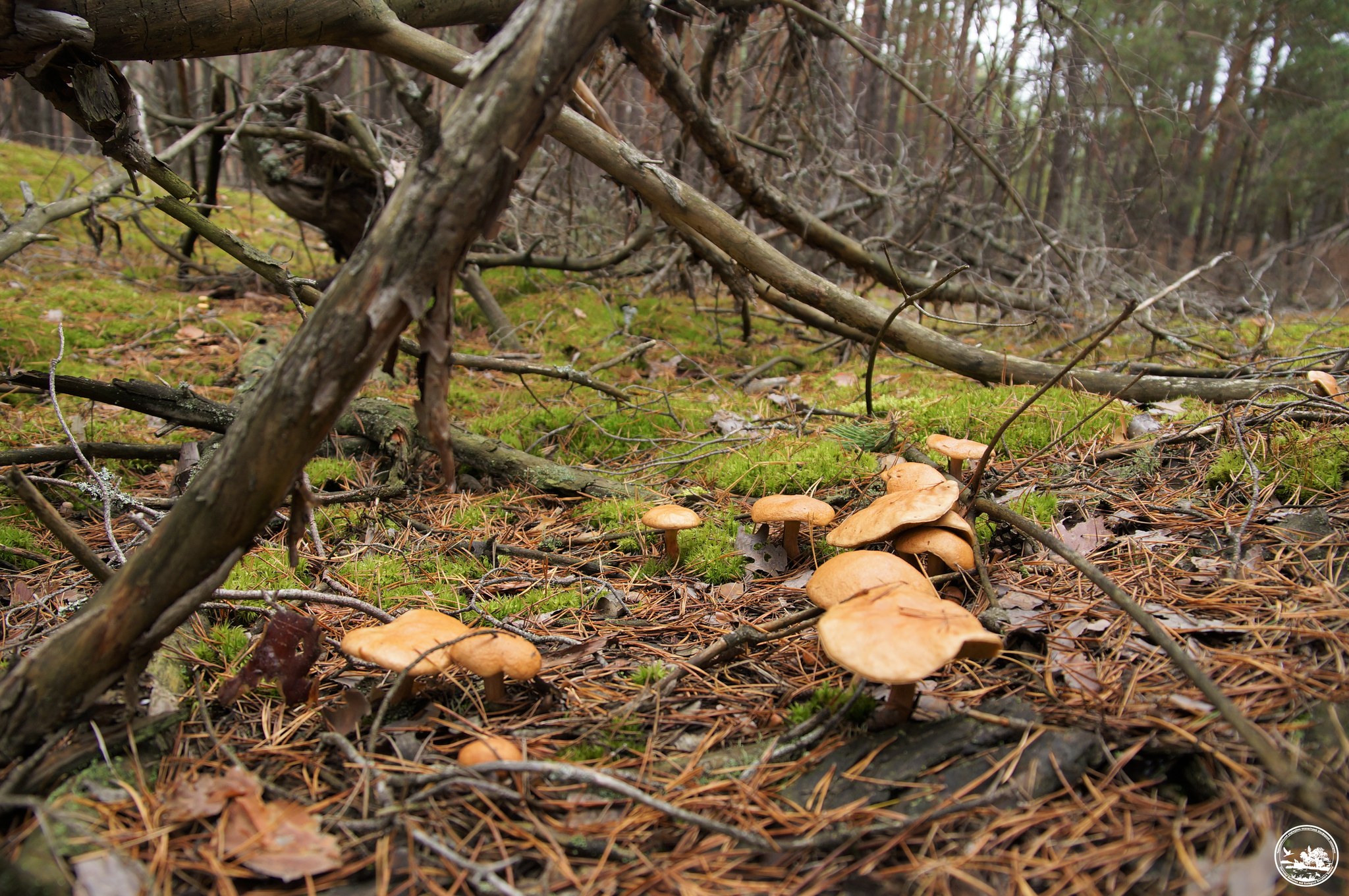 В Чернобыльском заповедники призвали не ходить в леса из-за войны и не собирать грибы