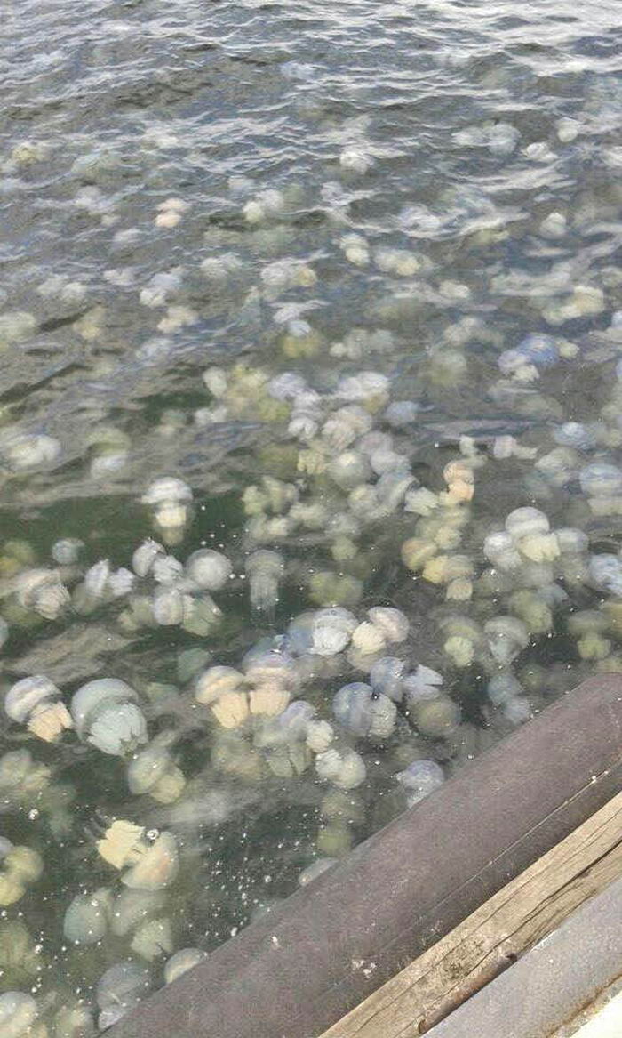 Медузы приплыли в гавань Одесского порта