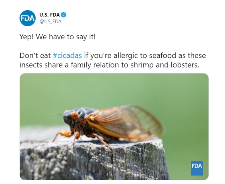 В США призвали граждан не употреблять в пищу цикад