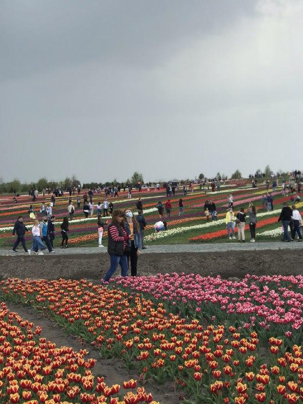 Цветущие тюльпаны в Добропарке