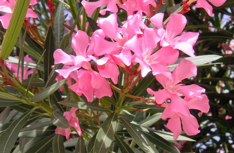 олеандр - официальный цветок Хиросимы