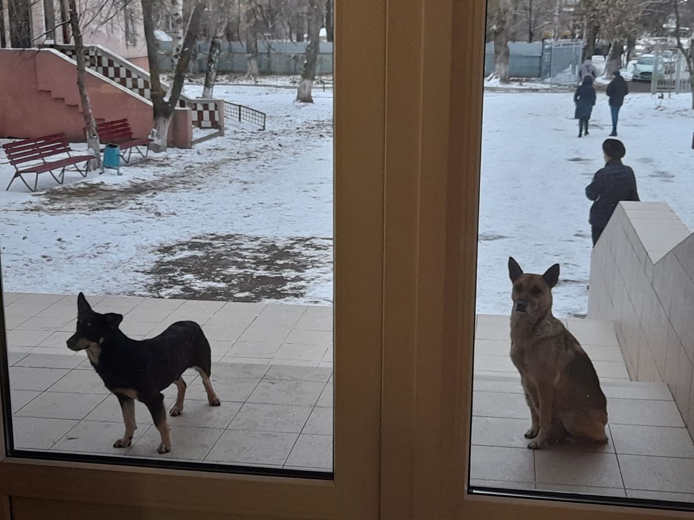 Собаки в Славянске