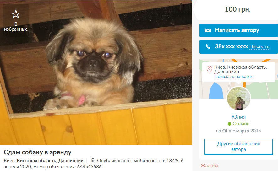 собака в аренду Киев