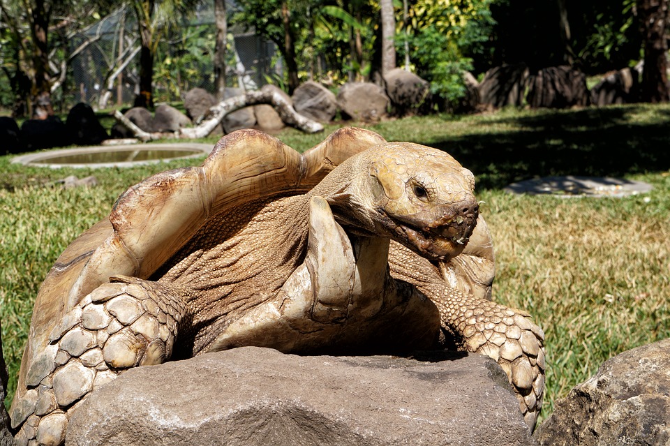 черепаха Гапапагосы