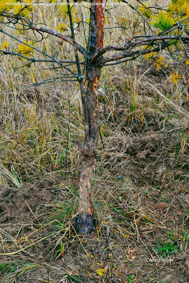 Дерево-чесалка кабанов