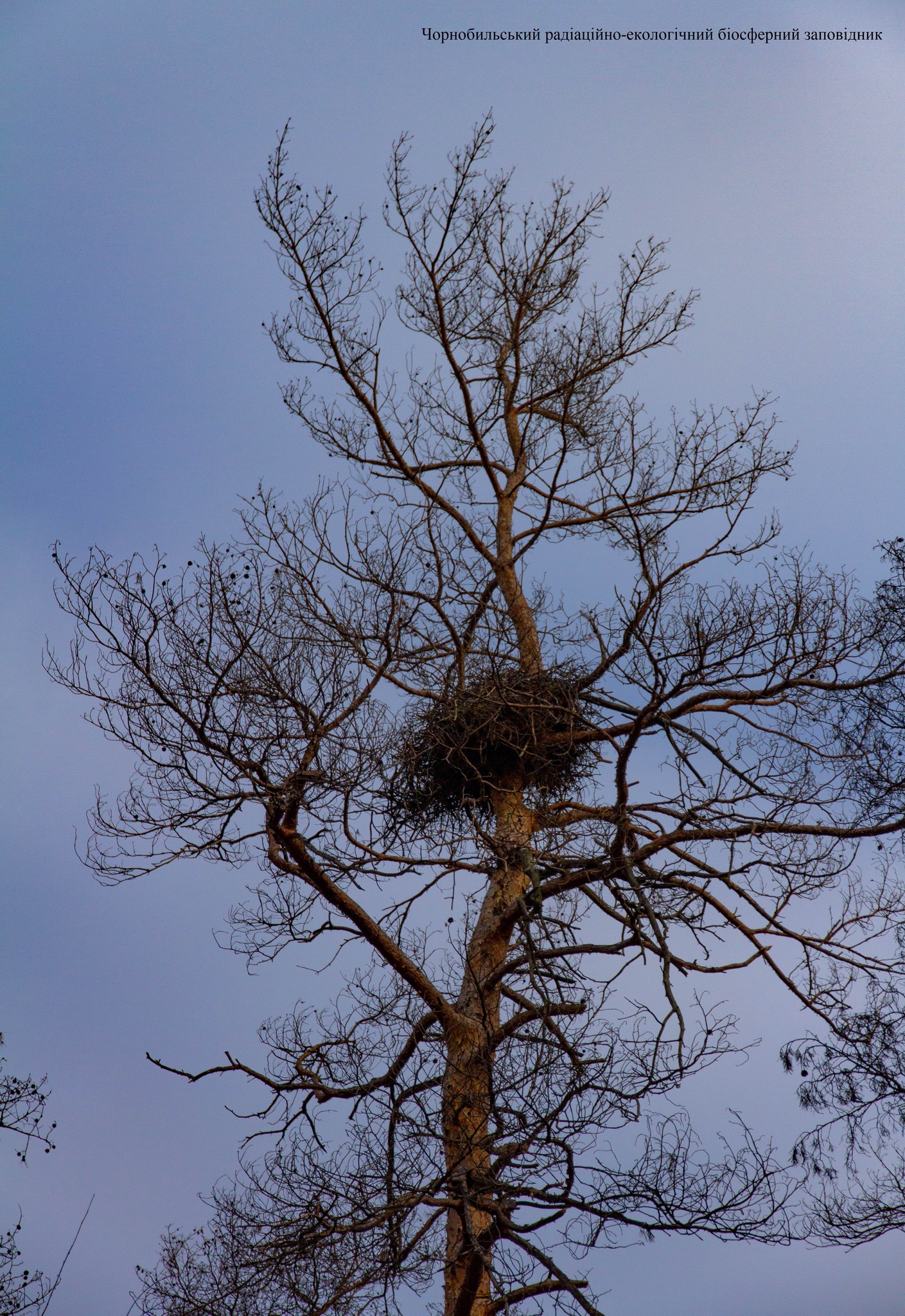 Гнездо орлана-белохвоста