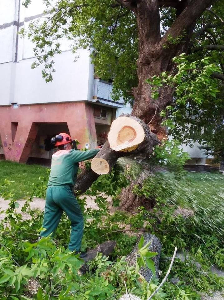 Работник Киевзеленстроя убирает последствия стихии