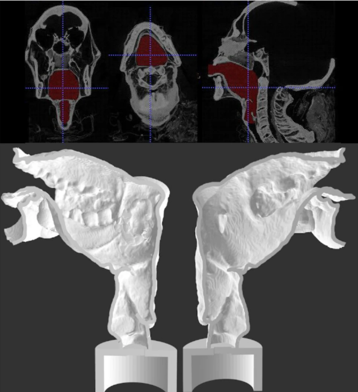 Сканы головы мумии и модель ее речевого аппарата