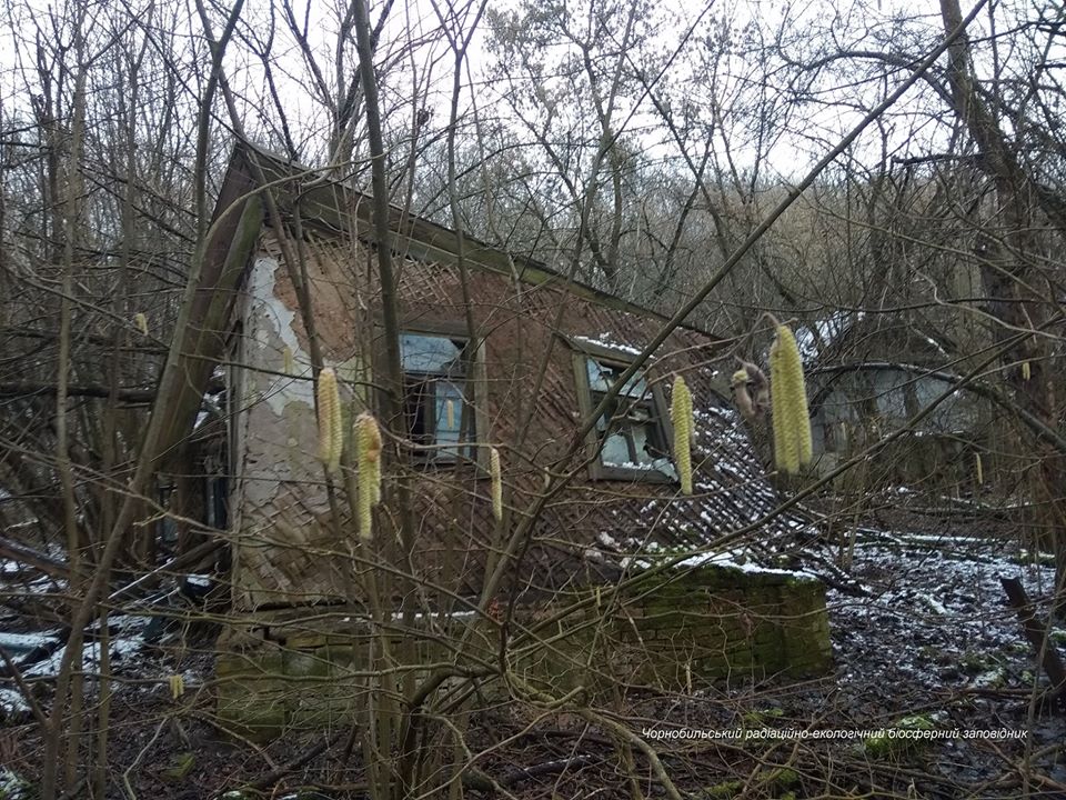 Цветущий куст орешника под Чернобылем