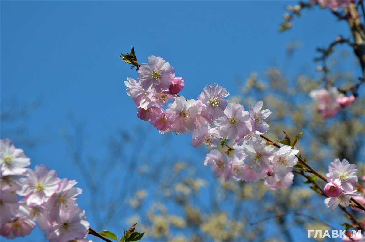 В Киеве заметили цветение первых деревьев сакуры. Фото: "Главком"