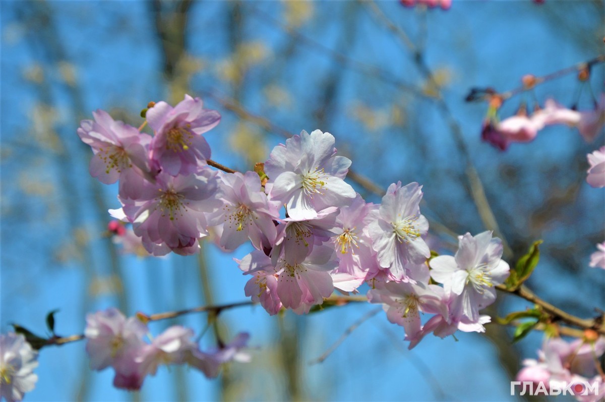 В Киеве заметили цветение первых деревьев сакуры. Фото: "Главком"
