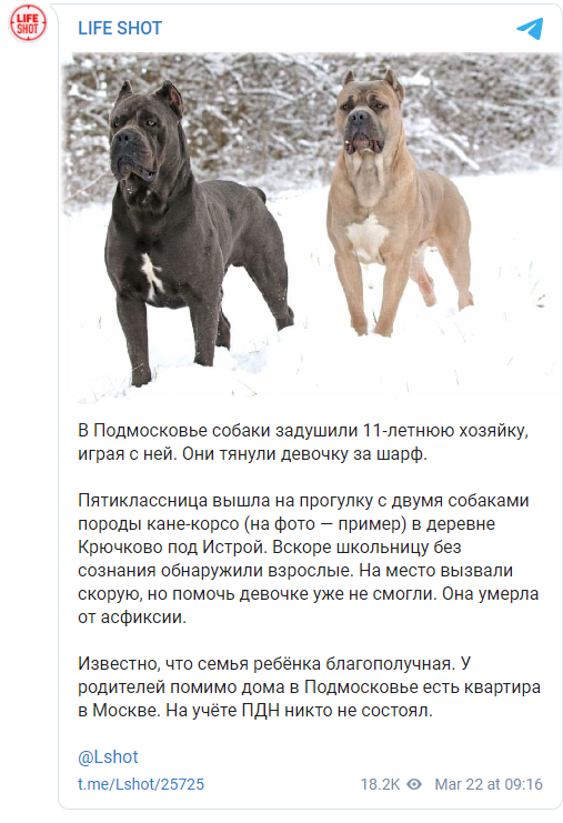 В России собаки задушили 11-летнюю девочку шарфом. Скриншот: Лайф шот