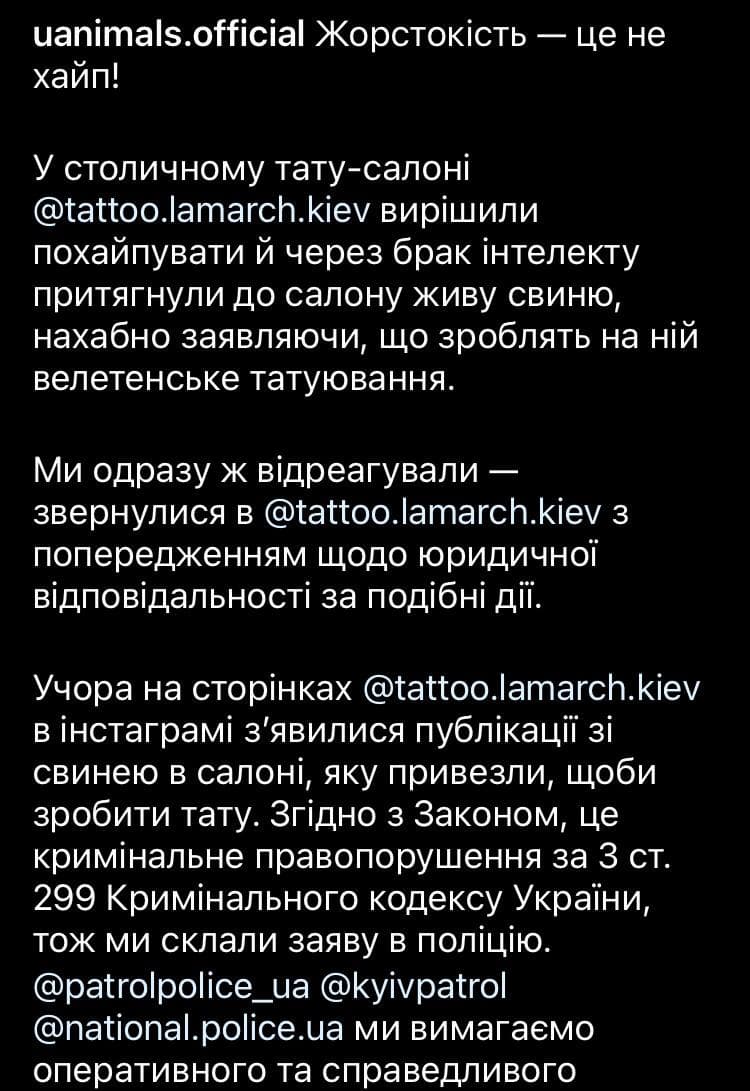 Киевский тату салон в Киеве решил набить татуировку на свинье 