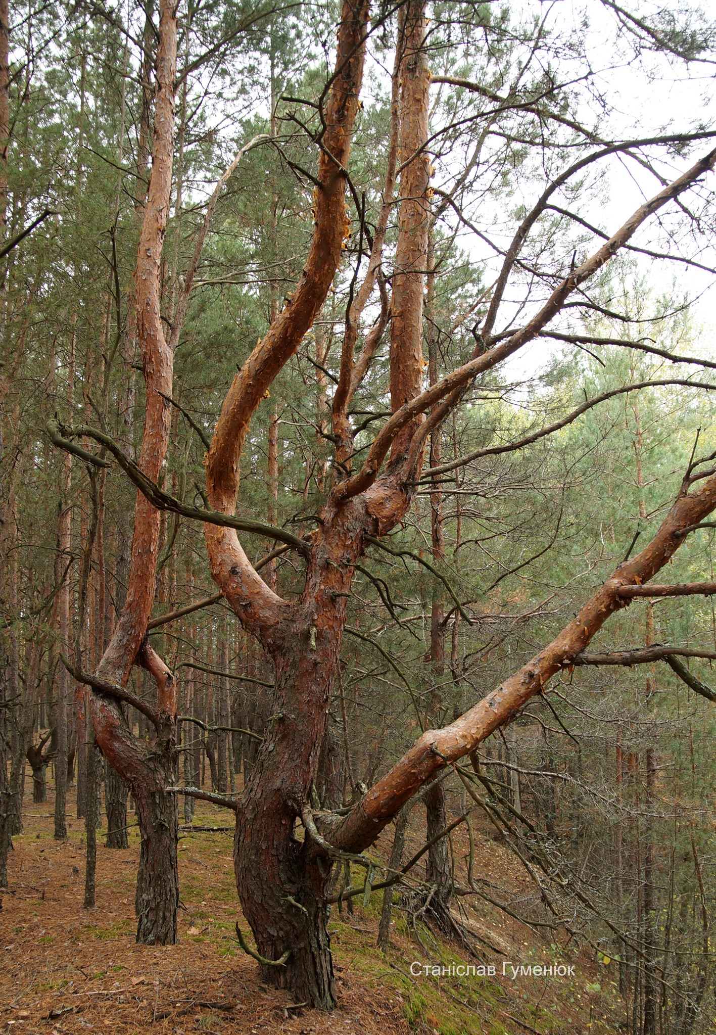 Рыжий лес Чернобыль мутанты