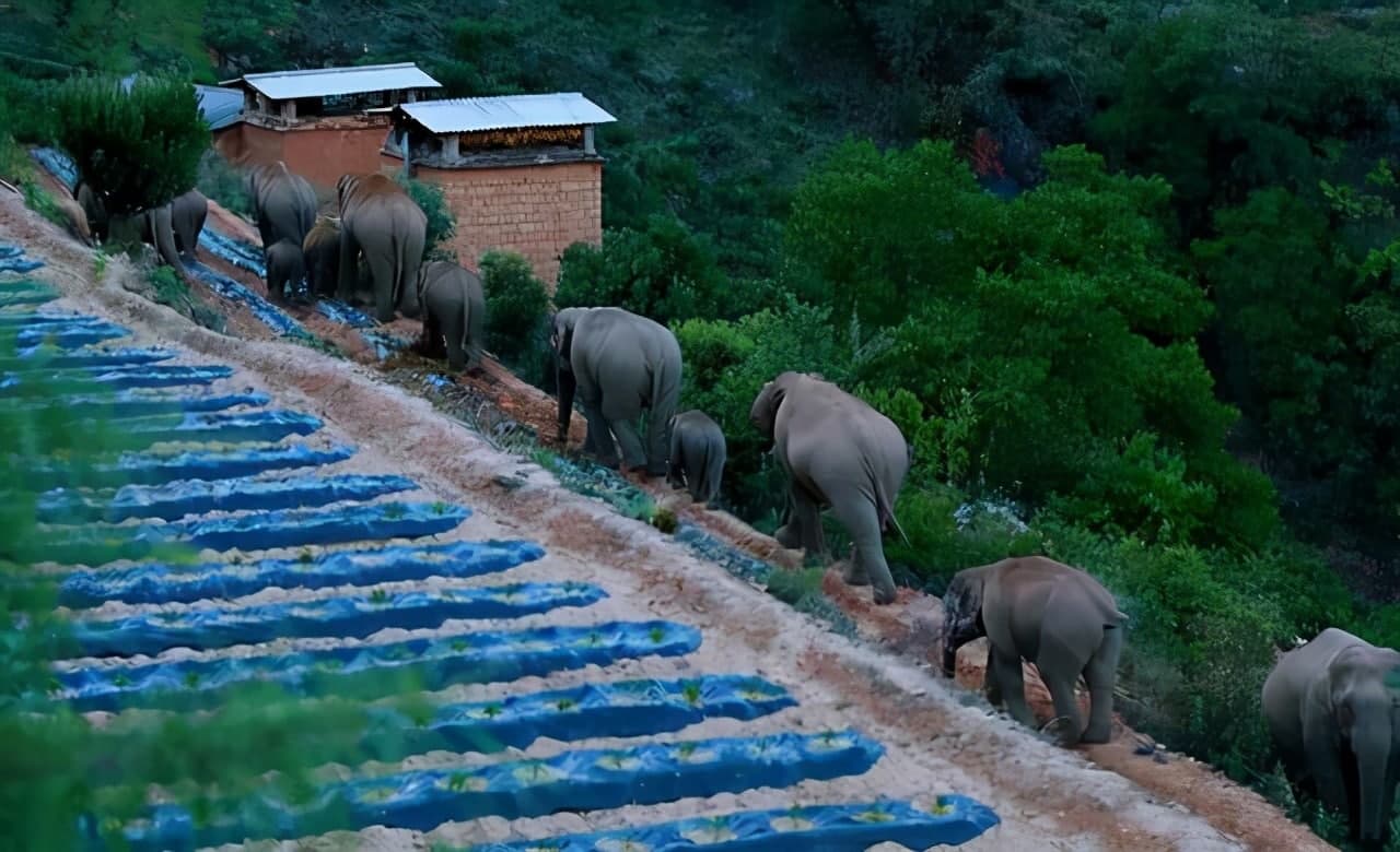 Азиатские слоны с весны текущего года кочуют по разным территориям