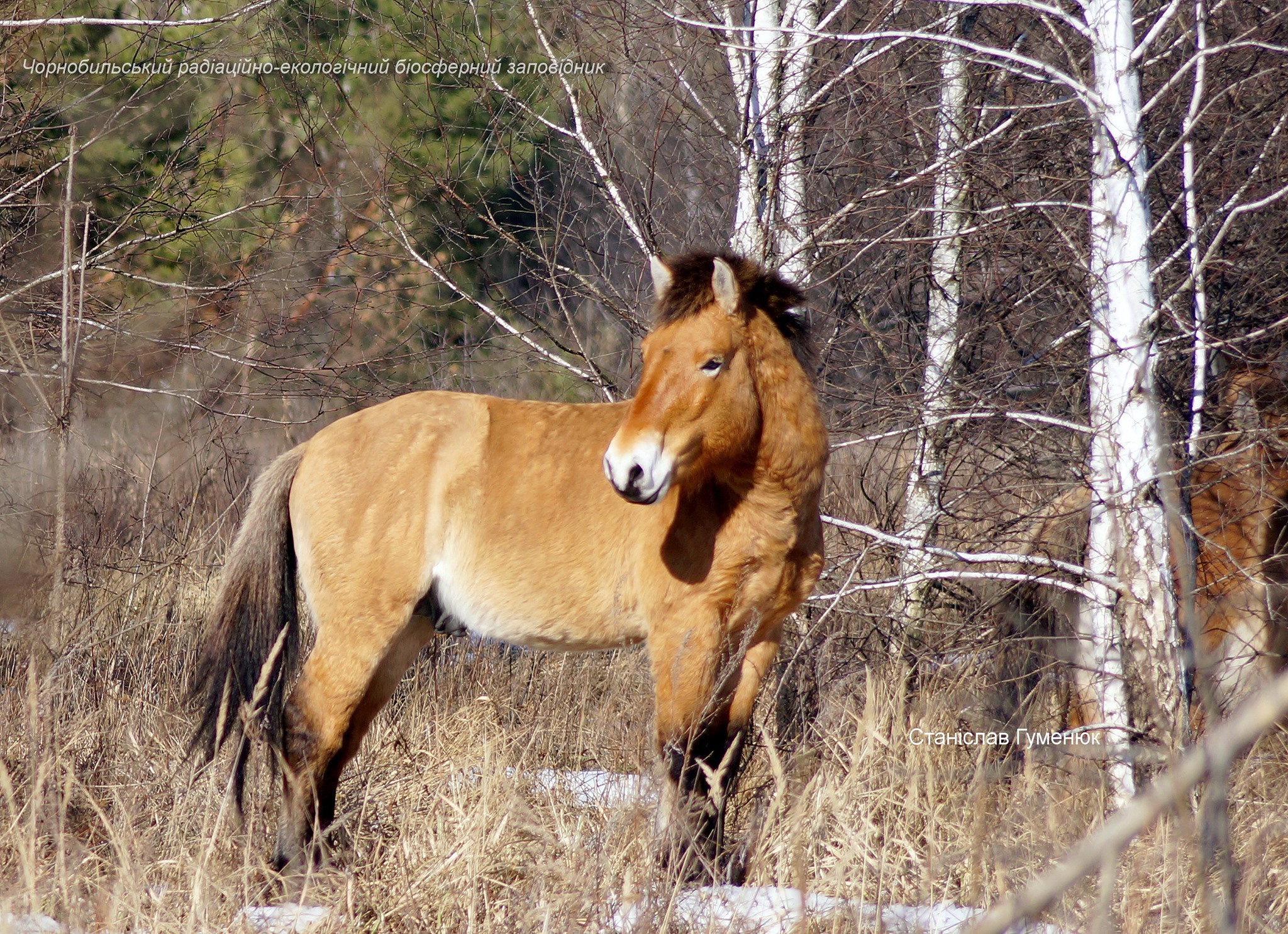 на снимках Станислава Гуменюка лошади, радуясь весенней теплой погоде, гуляют по территории заповедника