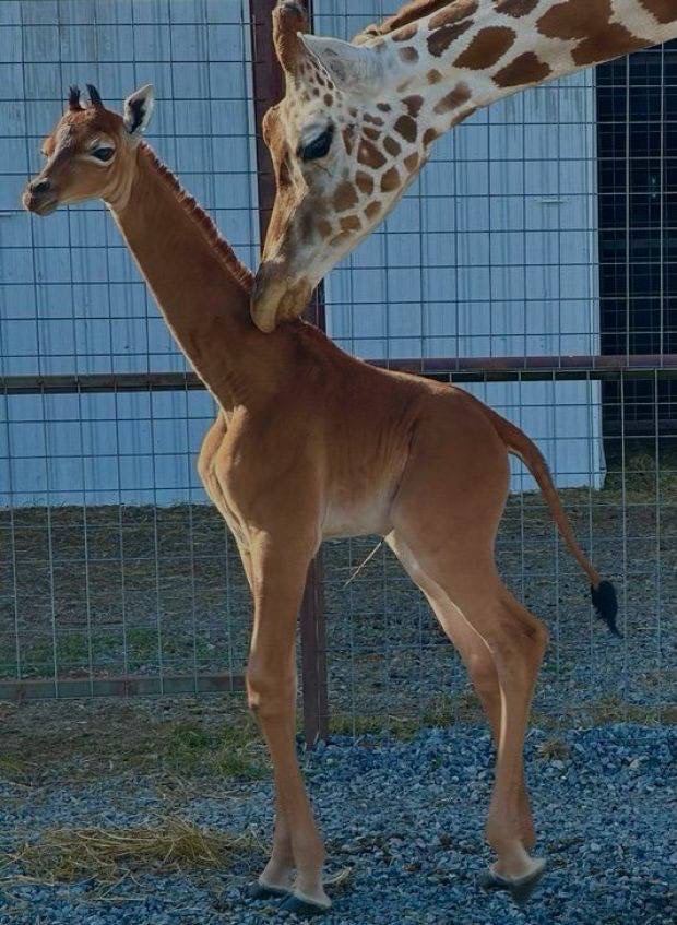 Дитинча жирафа з мамою. Фото - зоопарку Брайта